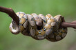 © DS light photography - reticulated python coiled on a log
