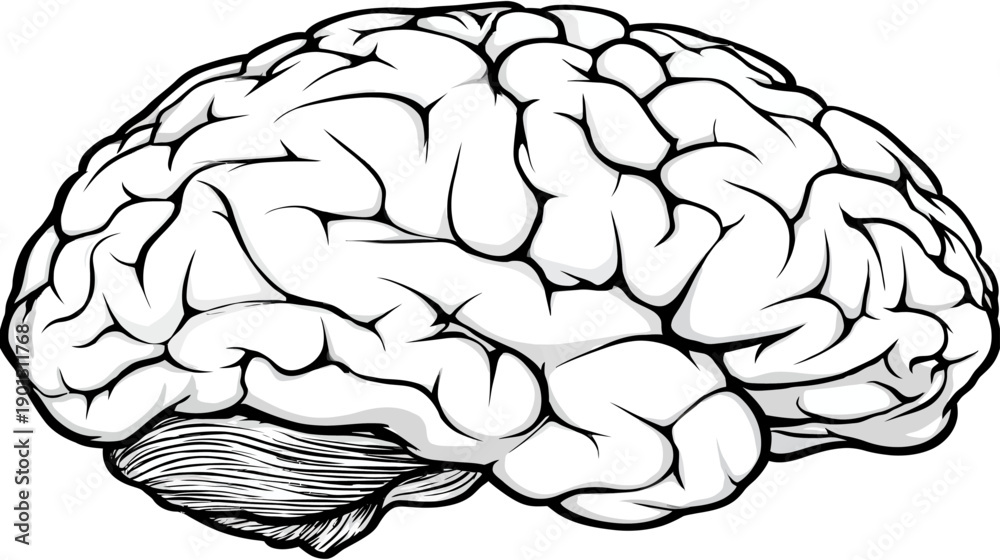 Human brain illustration in detailed side profile, depicting anatomy of ...