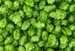 © domnitsky - Ripe hop cones for brewery and bakery as background, top view. Fresh green hops. Organic hop flowers.