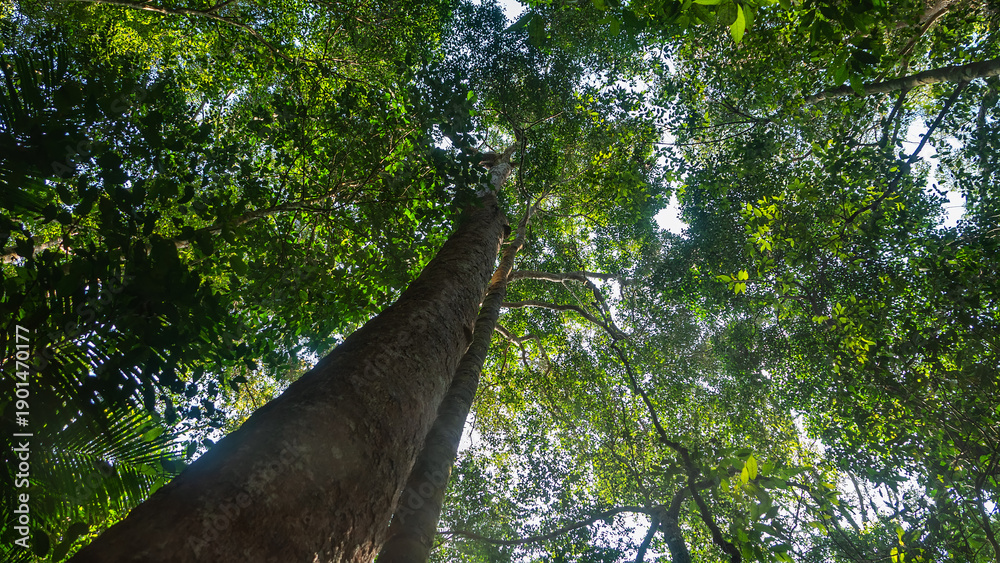 Chengal Tree Roots Dendrology. Dipterocarp tropical forests of Malay Peninsula dry hills ...