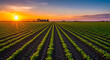 © Enimar - Field Rows at Sunrise