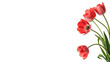© Ivan - Several red tulips stand upright with green stems isolated on transparent background cut out