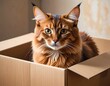 © Munif - A large orange cat sitting inside a cardboard box
