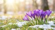 © ALAUDDIN - Purple crocus flowers blooming in spring with snow and bright sunlight.