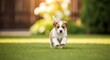 © Octopus16 - Running Small Brown and White Puppy on Green Grass