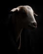 © Firadoaw - Hip hop goat portrait dramatic shadows urban luxury vibe