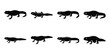 © ganesh106 - Set of silhouette newt in various poses isolated on background. Animal Vector elements for design.