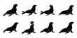 © ganesh106 - Set of silhouette sea lion in various poses isolated on background. Animal Vector elements for design.