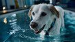© Laura - Happy dog walking on underwater treadmill, defocused during hydrotherapy rehabilitation session, canine physical therapy, pet recovery, aquatic treatment, with copy space