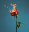 © Wa Bale - Flaming Red Rose Against Teal Background. Symbolic Image for Loss, Passion, & Emotion