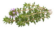 © Vasilis - Blooming thyme sprigs isolated PNG on transparent background, aromatic herb with purple flowers for culinary and medicinal use