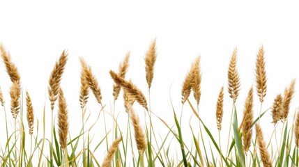 Naklejka na meble Golden Wheat Grass with Soft Decorative Fluff Against a Bright White Background