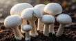 © IMOTIONart - Cluster Of White Mushrooms Growing From Dark Soil In Forest With Sunlight Dappling The Caps