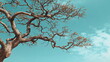 © Phanupong - Twisted Bare Tree Branches Extending across Vivid Turquoise Sky with Wispy Clouds Minimal Nature Background Concept