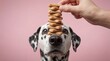 © W.O.W - Man hand hold cookie stack on dalmatian dog head for pet treat training. Balancing snack food on animal while it waits for reward.