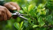 © Maksym - Gardener skillfully prunes tea leaves