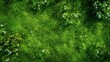 © tahir xh - An enchanting aerial perspective captures a lush green meadow, densely populated with white wildflowers, partially shadowed by trees.
