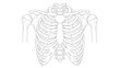 © fabrian - Line drawing of the human upper torso skeleton showing rib cage sternum clavicles and humeri