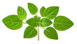 © anak - Close-up of vibrant, green leafy herb with symmetrical arrangement