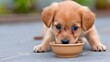 © Katsiaryna - Eager young dog with attentive expression during mealtime in outdoor setting emphasizing nourishment