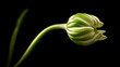 © Anna - Close-up of a budding flower stem against dark background