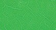 © Yasmeen  - Green Leaf Texture Close-up