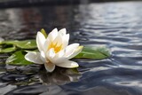 Serene White Lily Flower Floating Gently on the Calm Water Surface