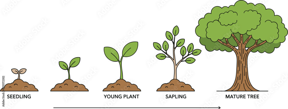 Illustration of Plant Growth Stages from Seedling to Mature Tree ...
