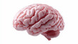 © Moddy - A detailed, isolated image of the human brain. The organ has a pinkish hue, with visible gyri and sulci.