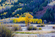 © ZL Visuals - Golden aspen trees stand out against dark evergreen forest in a mountain meadow near Independence Pass, Colorado, showcasing vibrant autumn colors in the Rocky Mountains.