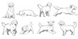 © Pourine - Hand-drawn minimalist line art collection of Golden Retriever dogs in multiple positions like jumping, lying down, and standing