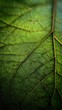© PinkiePie - Green leaf vein texture, macro shot, backlit by sun, nature background