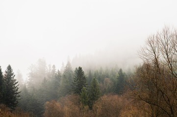 Naklejka na meble Dark moody pine forest in thick fog and mist. Dramatic coniferous forest landscape with silhouettes of trees against overcast sky. Mysterious mountain wilderness view