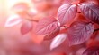 © TITISCAHYA - Soft pink autumn leaves in sunlight
