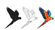 © Faisal - Collection of three distinct flying macaw parrot illustrations showing silhouette line art and full vibrant color vector graphics perfect for design projects