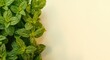 © NeuralNiche - Detailed texture of mint leaves wall with soft daylight and copy space