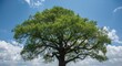 © AbstractAI - full height tree with wide branches making a leafy canopy