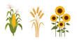 © MS - Trio of agricultural illustrations featuring a tall corn stalk golden wheat ears and a group of bright sunflowers on white.