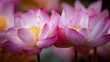 © The Little Hut - Two Blooming Pink Lotus Flowers Displaying Delicate Petals and Yellow Centers in a Serene Setting