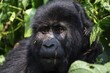 © Moritz Wolf/imageBROKER - Mountain gorilla (Gorilla berengei berengei), Bwindi Impenetrable National Park, Uganda
