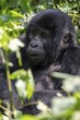 © Moritz Wolf/imageBROKER - Mountain gorilla (Gorilla berengei berengei), Bwindi Impenetrable National Park, Uganda