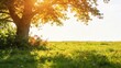 © Pure - Peaceful summer landscape with green meadow and sunlight through tree,nature background for relaxation,hope,freedom,environmental harmony concept