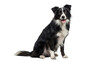 © Ricky - a black and white border collie dog is sitting and looking at the camera with its tongue out, isolated on a transparent background.