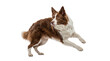 © Chris - a png image featuring a border collie dog in a striking action pose, its brown and white fur vividly rendered against a transparent background, ideal for graphic design and digital media projects.