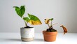 © pan - Healthy and unhealthy potted plants comparison on white surface