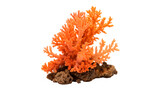 Bright orange coral on a rock isolated on transparent background