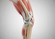 © MAJADA - Detailed anatomical illustration of the human knee joint and muscles