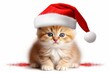 © juliars - Adorable ginger kitten posing in a santa hat on a white background