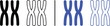 © Zakriya Graphics - XX chromosome icon isolated on white background, black and blue vector illustration of genetic structure for DNA research, biology education, and heredity concepts.