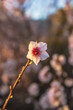 © Maxi Perez - Una sola flor de almendro iluminada por el sol del atardecer sobre un fondo oscuro y borroso, resaltando la fragilidad y la textura de la naturaleza.
